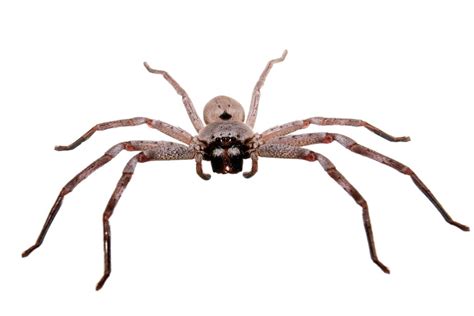 7 Most Terrifying Spiders in Africa