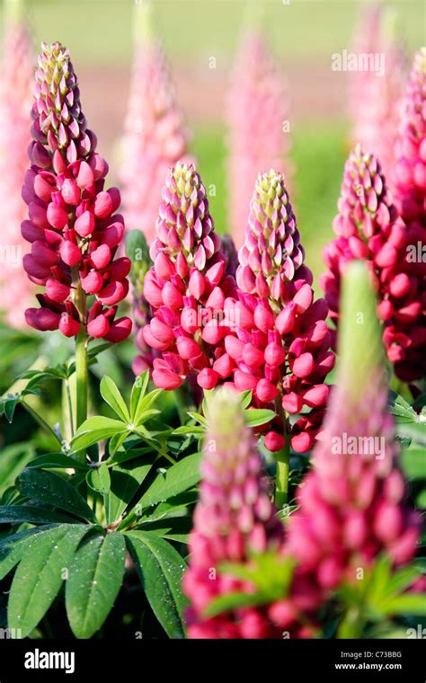 Pink lupine, Italian Gardens, Vanderbilt Mansion National Historic Site, Hyde Park, Dutchess ...