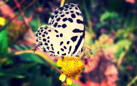 butterfly, Nature, Animal, Forest, Color, Tree, Hdr, Ultrahd, Black, White, Hd, 4k, Wallpaper ...