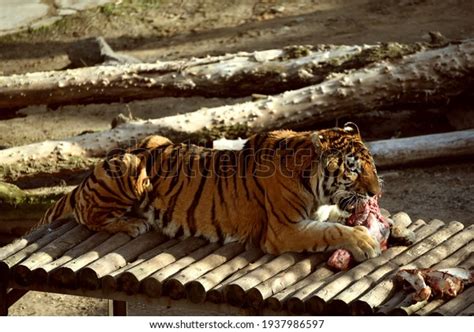 Hungry Tiger Eating Meat Zoowildlife Photo Stock Photo (Edit Now) 1937986597