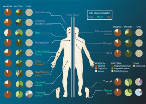 Skin Microbiome | BioSerendipity