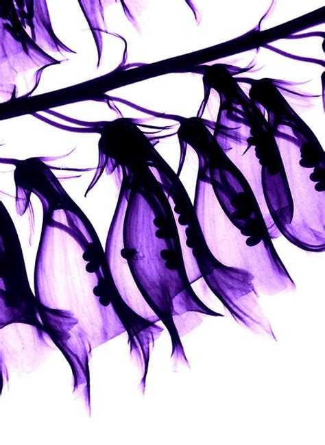 Foxglove (Digitalis purpurea), X-ray | Wellcome Collection