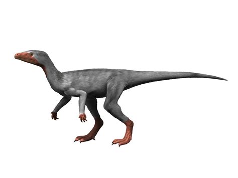 Facts About Eoraptor, the World's First Dinosaur