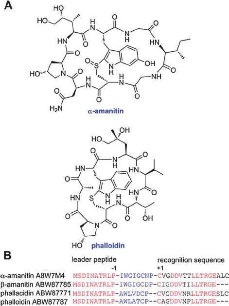 A. Chemical structures of a representative amatoxin and phallotoxin. B.... | Download Scientific ...