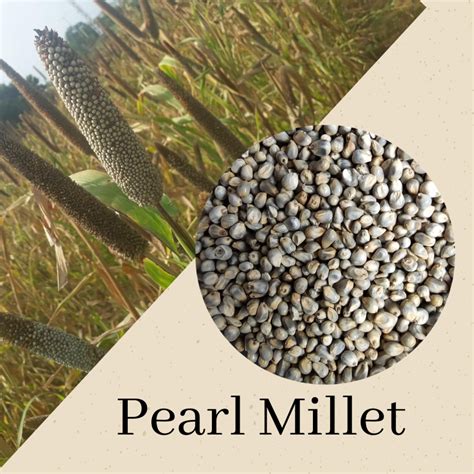 Types Of Millets Grown In India