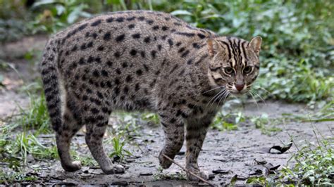 A worldwide campaign by the Fishing Cat Conservation Alliance to ...