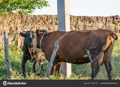 Bull Mating Cow Up Close - All About Cow Photos