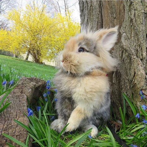 37 Best Pictures Pet Bunnies For Sale At Petco / Meet The Rabbits At ...