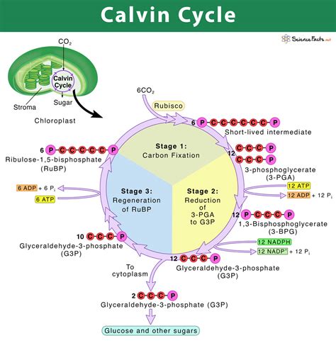 Calvin Cycle: Definition, Steps, & Purpose with Diagram