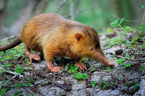 🔥 The Hispaniolan solenodon (Solenodon paradoxus) is one of the very ...