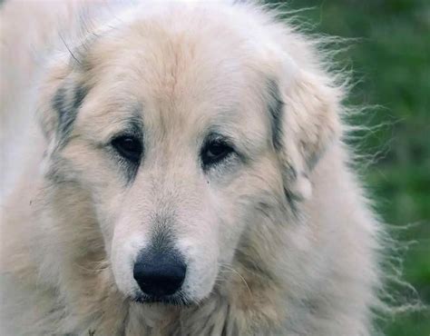 Pyrenean Shepherd Facts You Should Know (with Pictures).