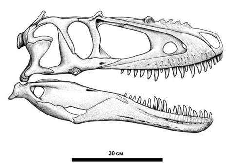 Alioramus remotus | Dinosaur skull, Draw dinosaur, Prehistoric animals