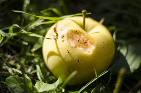 Apple Picking – Around the Year