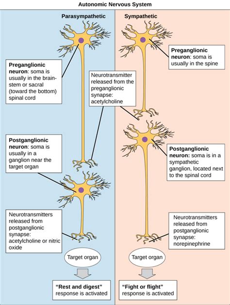 The Peripheral Nervous System | Boundless Biology