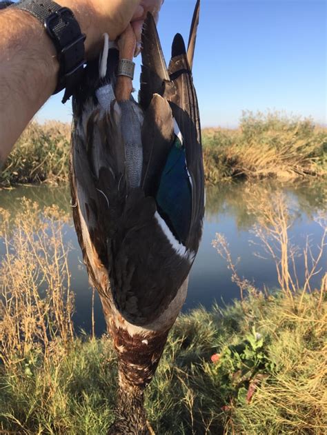 First banded duck. Juvenile Drake. : r/Hunting