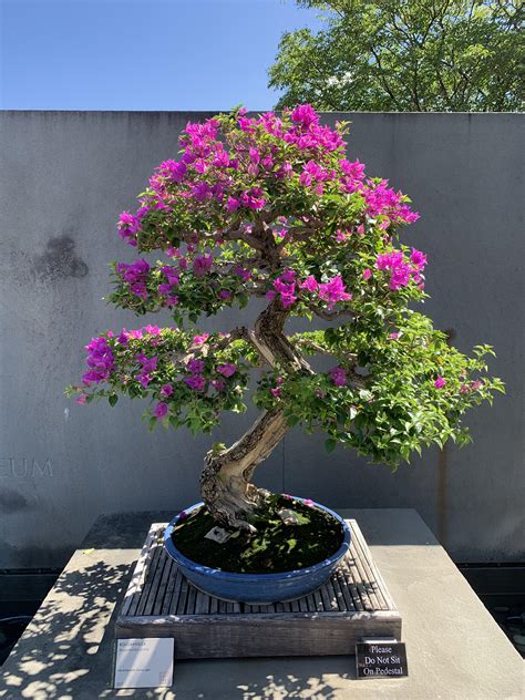 The bougainvillea bonsai blooming at the U.S. National Arboretum is ...