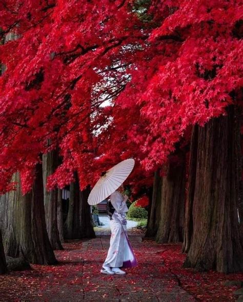 Japan Landscape, Landscape Photos, Cool Photos, Beautiful Pictures, Geisha Japan, Pretty Plants ...