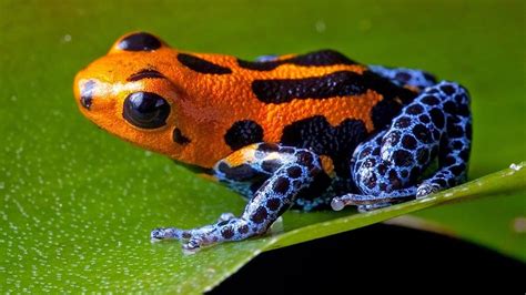 Rainforest Dart Frog Facts | RAINFOREST ANIMAL