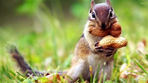 Chipmunk Wallpapers - Top Free Chipmunk Backgrounds - WallpaperAccess