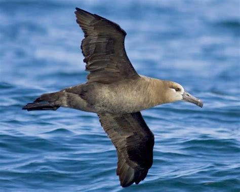 Black footed albatross - Alchetron, The Free Social Encyclopedia