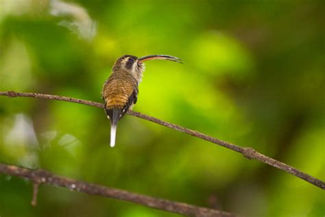 Fighting for Females: The Evolution of a Hummingbird - UConn Today