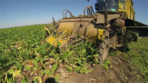 Sugar Beet Harvester In Action. Harvesting Machine Harvesting Sugar ...