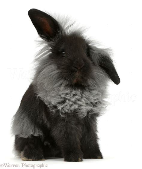 Black Lionhead rabbit photo WP47559