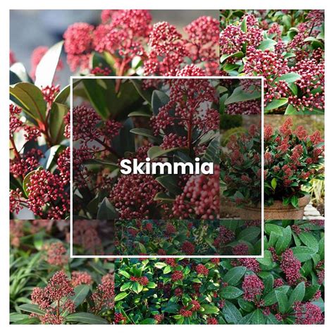 How to Grow Skimmia - Plant Care & Tips | NorwichGardener