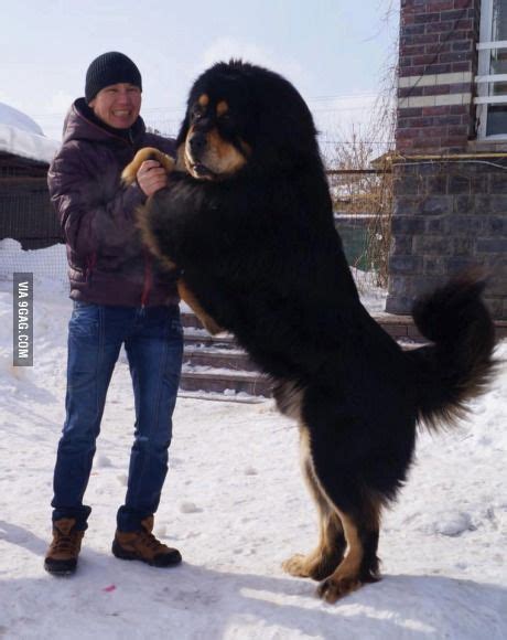 Mongolian native dog similar to Tibetan mastiff. We call it Bankhar - Animals | Huge dogs, Giant ...