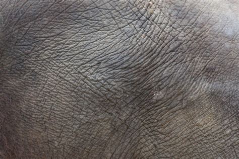 Elephant Skin Texture Free Stock Photo - Public Domain Pictures