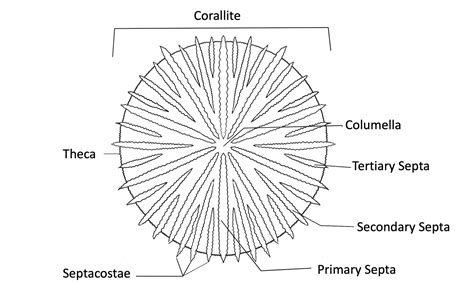 Coral Reproduction - Coral Disease & Health Consortium