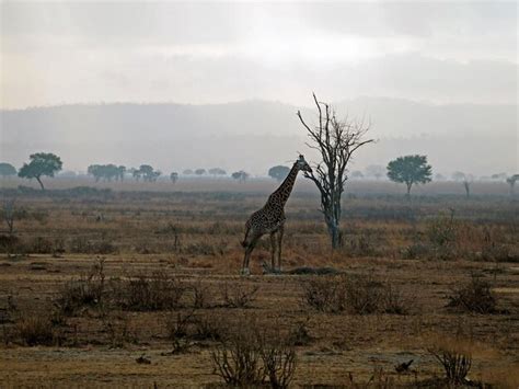 Giraffe Habitat Loss Images - Free Download on Freepik