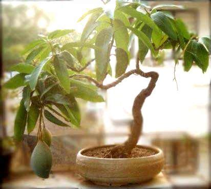 15+ How To Bonsai Mango Tree Tips - Hobby plan