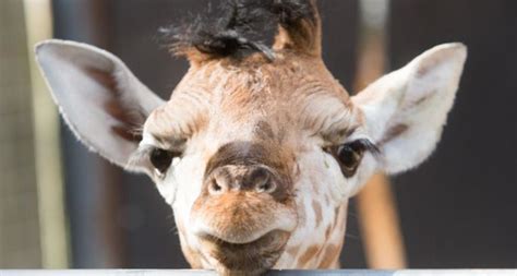 Giraffes added to endangered species list of animals under threat of extinction | The Irish Post