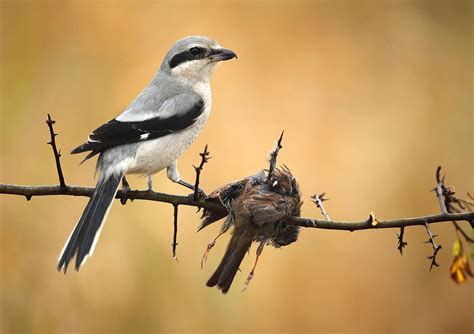 Fotoreportage Vogels van de Kalmthoutse Heide (Kalmthout) | Het Nieuwsblad