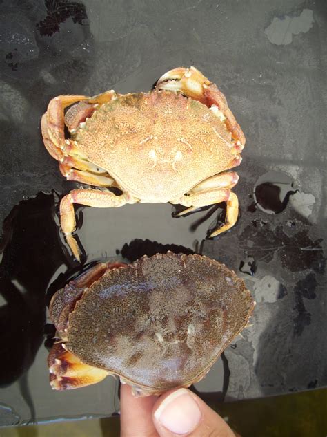 Blue Ocean Society Touch Tank Happenings: Crab Molt