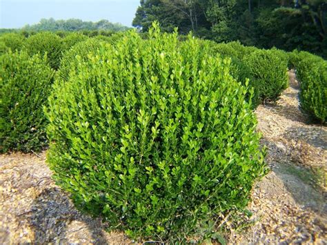 American Boxwood 6-12" | American boxwood, Boxwood landscaping ...