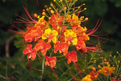 Best Shrubs With Red or Orange Flowers