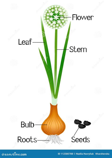 An Illustration Showing Parts Of A Onion Plant. | CartoonDealer.com #112580788