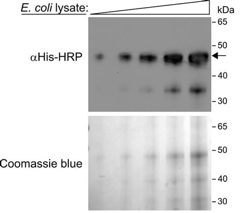 HRP Anti-6X His tag® antibody [AD1.1.10] (ab178563) | Abcam