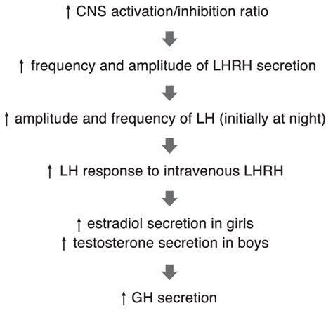 Hormonal changes during puberty. Abbreviations: CNS, central nervous... | Download Scientific ...