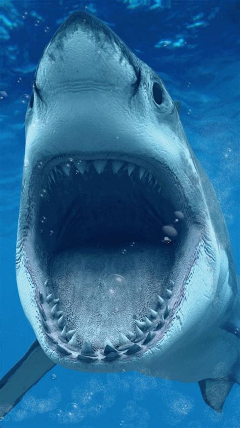 Shark Photography Scary Underwater Great White Shark - vrogue.co