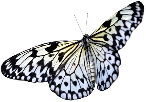 Butterfly PNG image