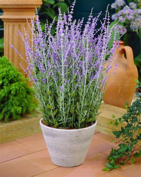 Image result for russian sage varieties