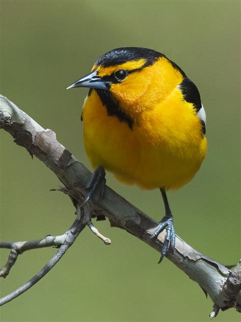 Birds: Bullock's Oriole