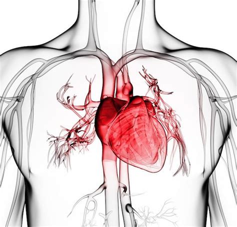 Signs You Have Coronary Artery Disease: Woodlands Heart and Vascular Institute: Cardiologists