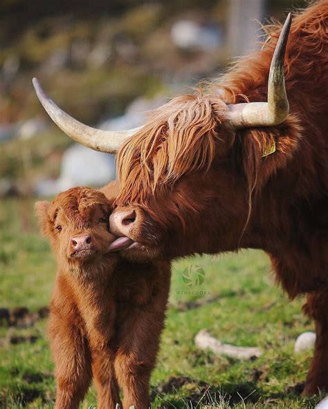 Motherly lovehttps://i.redd.it/u3hjkgk48o521.jpg | Cute cows, Cute ...