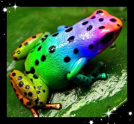 Rainbow Frog | Poison dart frogs, Dart frog, Frog pictures