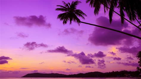 Purple Palm Tree 4k trees wallpapers, purple wallpapers, palm ...