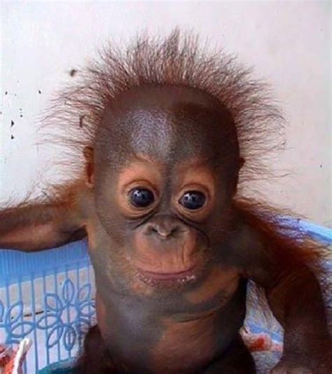 Funny Monkey Pictures – BestFunnies ... | Monkey pictures, Monkeys funny, Funny monkey pictures